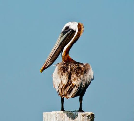 免费ddos在线攻击